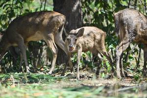 Pelepasliaran rusa timor di Bali