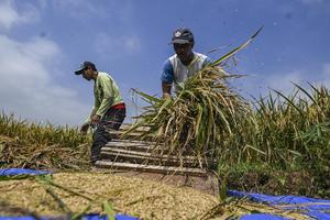 Pengaruh kebijakan HPP Gabah bagi petani