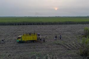 Percepatan swasembada gula nasional