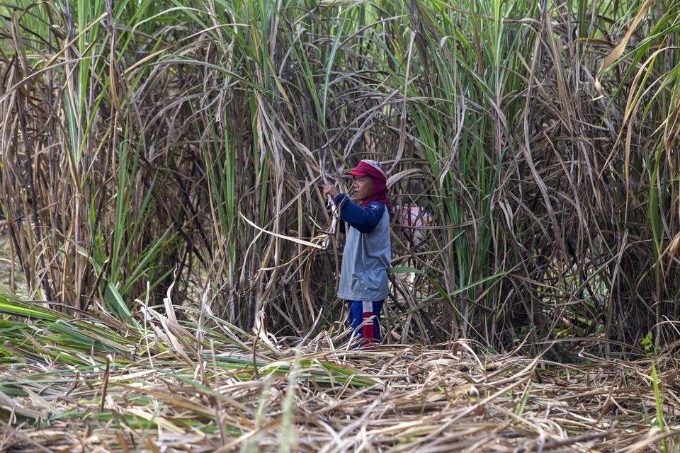 Petani memanen tebu di Jatitujuh, Majalengka, Jawa Barat, Senin (11/8/2025). Menteri Pertanian (Mentan) Andi Amran Sulaiman mendorong percepatan swasembada gula nasional dalam waktu maksimal tiga tahun melalui langkah deregulasi, intensifikasi, serta perl