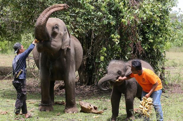 Inpres Penyelamatan Rilis, Babak Baru Konservasi Gajah Sumatra dan Kalimantan