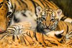 Kelahiran anak harimau benggala di Kebun Binatang Bandung