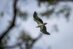 Pengamatan burung di Kepulauan Seribu