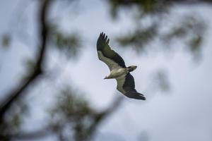 Pengamatan burung di Kepulauan Seribu