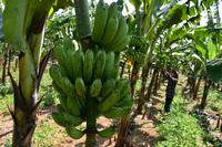Budidaya pisang Barangan Jumbo Merah di Kota Bogor