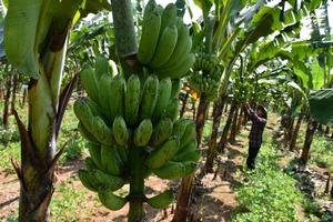 Budidaya pisang Barangan Jumbo Merah di Kota Bogor
