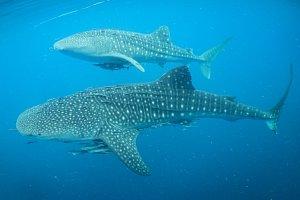 Hiu paus di Teluk Cenderawasih, Papua Barat