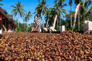 Panen kopi Banyuwangi meningkat