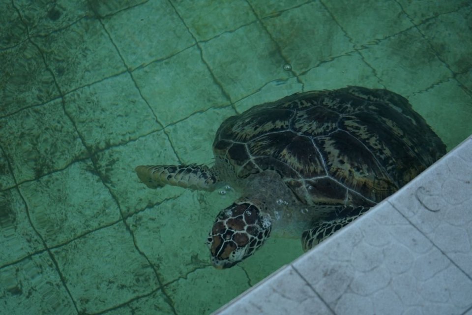 konservasi penyu, Maluku Barat Daya