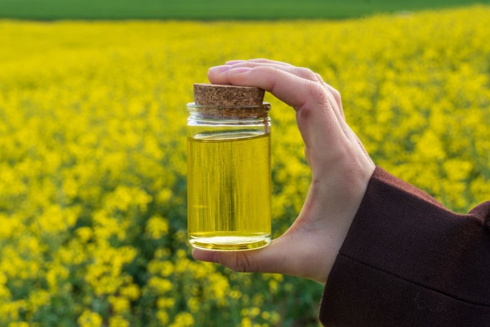 Kanada, minyak kanola, biofuel