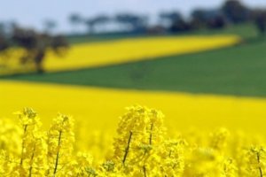 Perkebunan canola di Australia