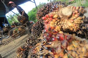 Skema investasi untuk komoditas perkebunan