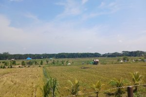 Lahan bekas tambang PT Kitadin site Embalut diubah menjadi persawahan