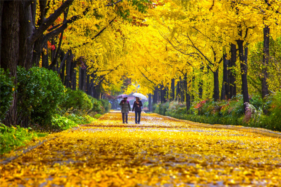 destinasi musim gugur terbaik
