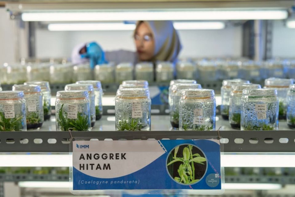 Pengembangan Anggrek Hitam melalui kultur jaringan di area nursery PT Indominco Mandiri, Kalimantan Timur.