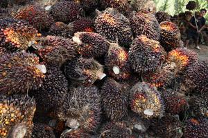 Harga TBS sawit di Sulbar