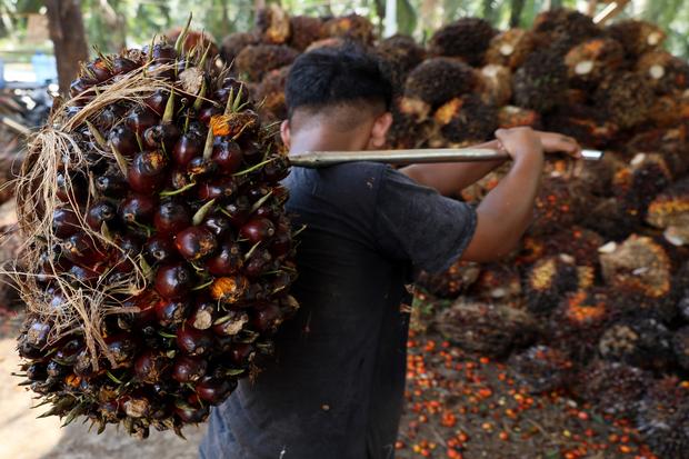 Harga TBS sawit di Sulbar