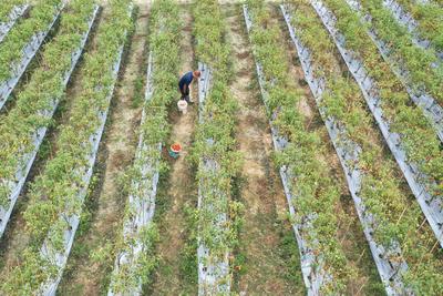 Realisasi anggaran ketahanan pangan nasional