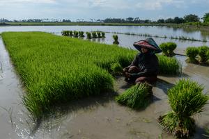 Target program cetak sawah