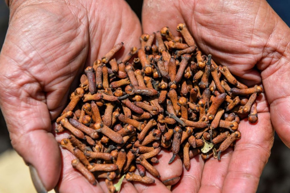 cengkeh, Cesium-137, radioaktif