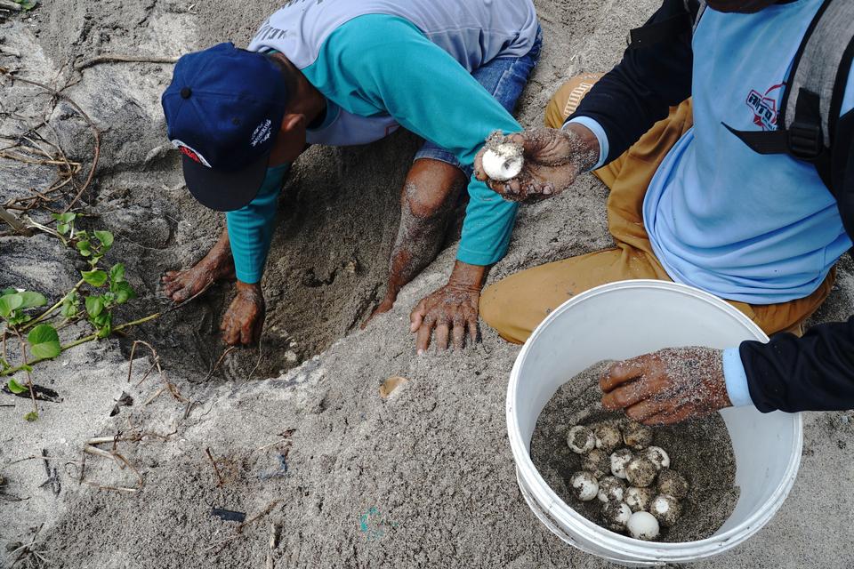 konservasi, penyu, Tulungagung