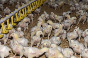 Kebutuhan daging ayam untuk Makan Bergizi Gratis