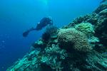 Menyelam di laut Sombu Dive Wakatobi