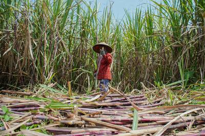 Menko Pangan serap 1.000 ton gula petani Lumajang