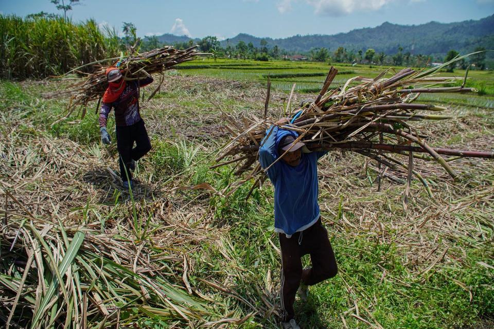 Buruh tani mengangkut tebu hasil panen di lahan pertanian Desa Sumberurip, Pronojiwo, Lumajang, Jawa Timur, Rabu (8/10/2025). Kementerian Koordinator Bidang Pangan memastikan penyerapan 1.000 ton gula hasil produksi petani tebu di daerah tersebut untuk me