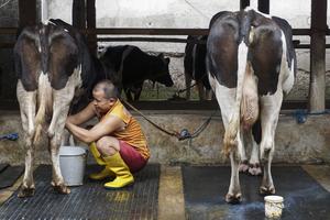 Target swasembada susu sapi 2029