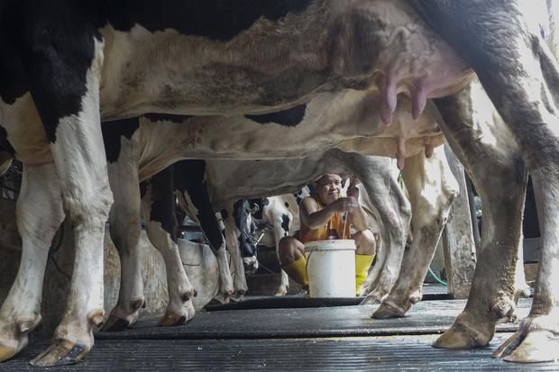 Target swasembada susu sapi 2029