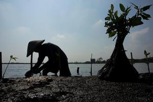 Gerakan Mageri Segoro tanam dua juta bibit mangrove