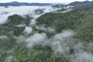 Kawasan hutan Bujang Raba, Jambi