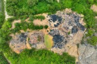 Penanaman pohon di bekas lokasi tambang ilegal oleh Otorita IKN
