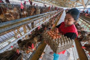 Alokasi bantuan bibit ayam petelur di Sulawesi Tenggara