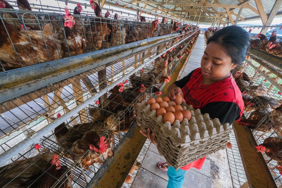 Pekerja menata telur ayam ke dalam rak di peternakan ayam petelur Al Hanan Farm di Desa Morome, Kabupaten Konawe Selatan, Sulawesi Tenggara, Senin (20/10/2025). Pemprov Sulawesi Tenggara menyalurkan bantuan sebanyak 8.040 ayam petelur untuk empat kabupat