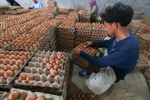 Harga telur ayam naik secara nasional