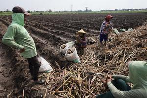 Percepatan program bongkar ratoon tebu Jawa Timur
