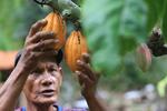 Target peremajaaan kakao nasional