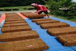 Kenaikan harga tembakau dampak cuaca buruk