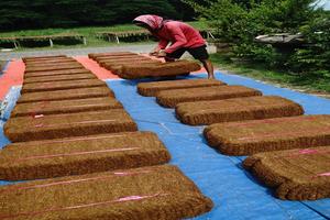 Kenaikan harga tembakau dampak cuaca buruk