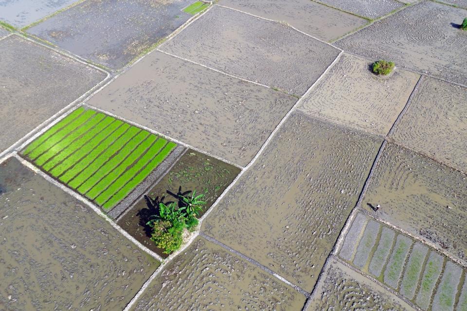 ketahanan pangan, lahan, food estate