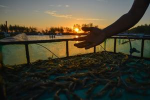 Proyeksi nilai pasar udang global naik dua kali lipat