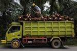 Produksi minyak CPO meningkat