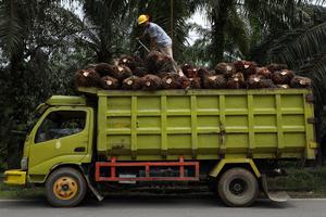 Produksi minyak CPO meningkat