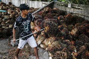 Volume ekspor minyak sawit meningkat