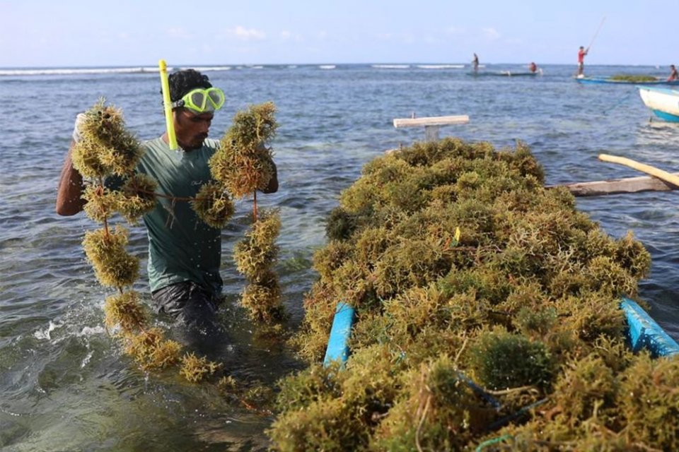 rumput laut, ekonomi biru