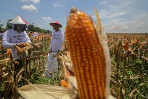 Panen raya jagung di Sidoarjo