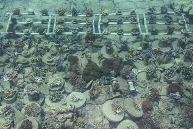 KKP Gandeng Konservasi Indonesia Perluas Konservasi Laut Sumatra hingga Papua