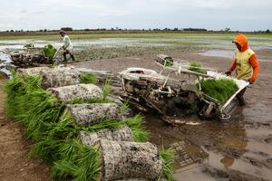 Target cetak sawah di Kalimantan Tengah